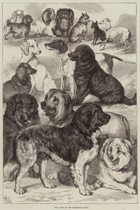 Præmiehunde på udstillingen i Birmingham